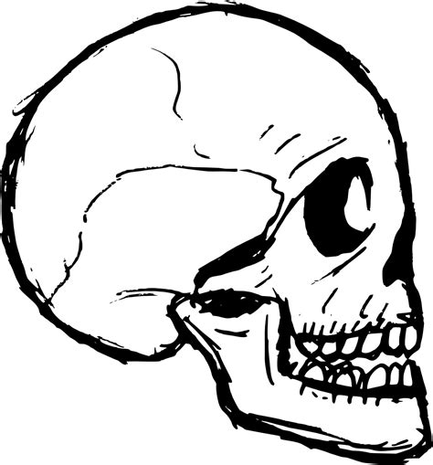 8 Skull Drawing Vector Svg Png Transparent