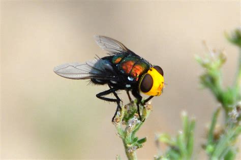 Fly. species unknown - ZooChat