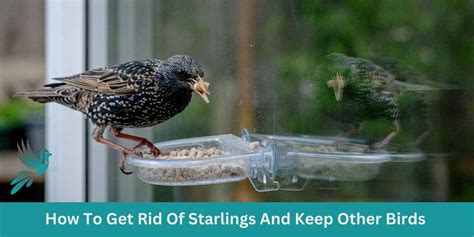 How To Get Rid Of Starlings And Keep Other Birds Backyard Bird Care