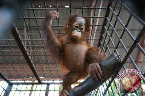 Two More Animals Die At Surabaya Zoo Antara News