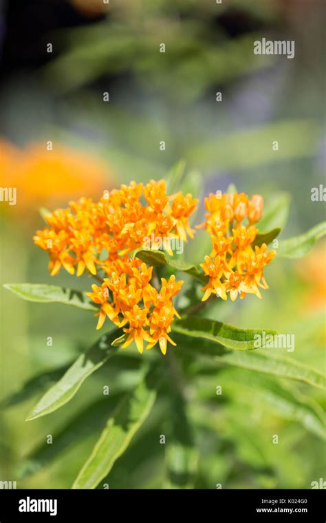Butterfly Weed Stock Photo Alamy