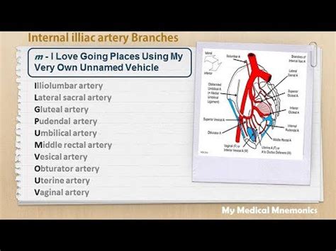 Maybe you would like to learn more about one of these? Branches of Internal Iliac Artery : My Medical Mnemonics ...