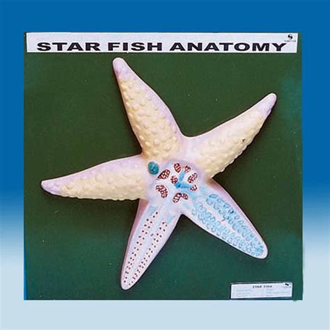 Anatomy Of Starfish Scientific Lab Equipment Manufacturer And Supplier