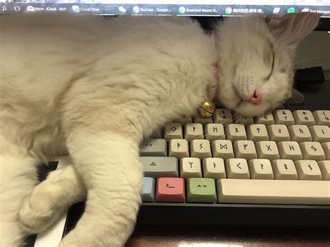 Photos I Guess Cats Really Do Like Keyboards Rmechanicalkeyboards