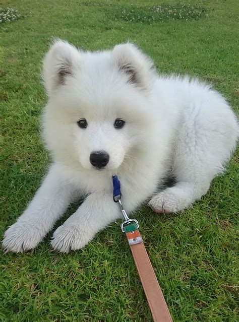 If These 302 Samoyed Photos Dont Make You Smile Nothing Will