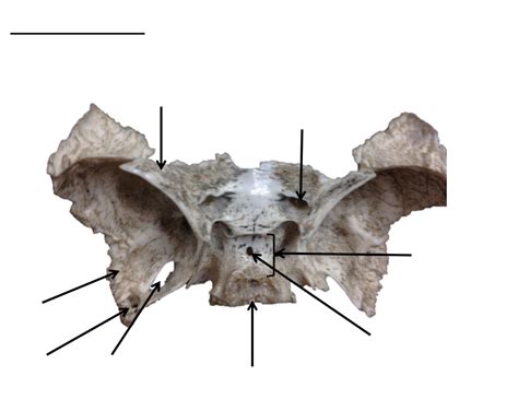 Skull 11 Superior View Of Ethmoid Bone Diagram Quizlet