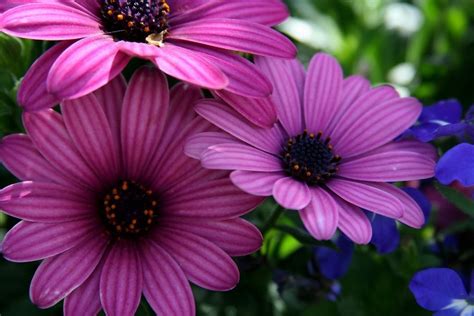 Pink And Purple Flower Backgrounds Wallpapersafari
