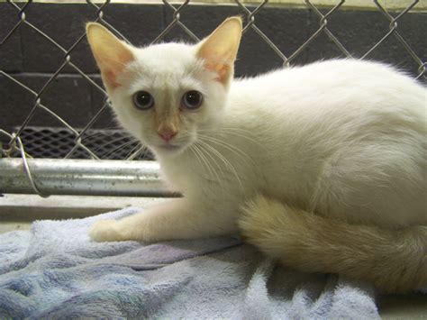 City of folsom animal services, folsom, california. Midwest City Shelter Oklahoma (With images) | Animal ...