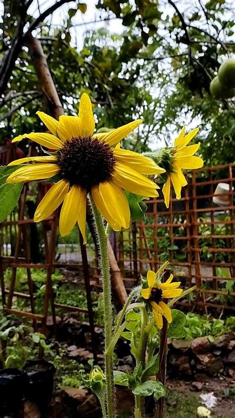 Colorado Springs Native Seed Swap Artofit