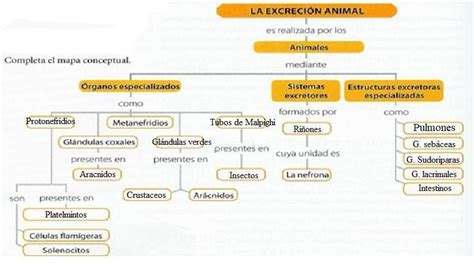 2 Elabore Un Mapa Conceptual Sobre Excreción En Animales Brainlylat