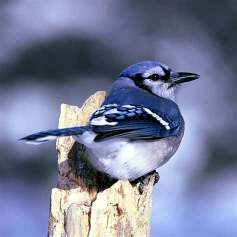 Types Of Blue Birds In Nc Bluebirds Indigo Buntings And Jays Owlcation