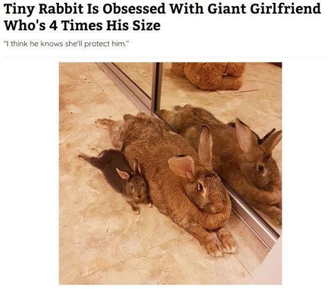 Tiny Rabbit Is Obsessed With Giant Girlfriend Absolute Unit Know