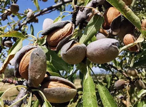 Amygdalus Communis Sweet Almond Tree Jurassicplants Nurseries