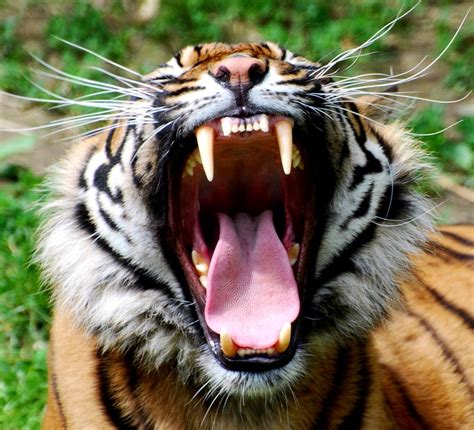 Tiger Teeth A Photo On Flickriver