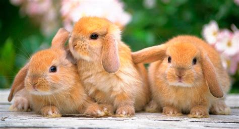 Información Curiosa Sobre Conejos Mundianimales