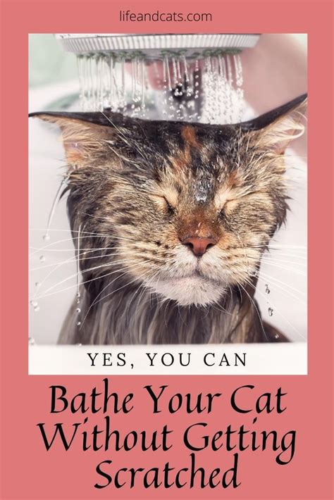 How To Bathe Your Cat Without Getting Scratched To Bits Life And Cats
