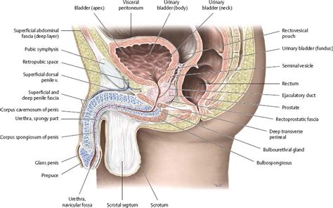 Reproductive Organs Atlas Of Anatomy