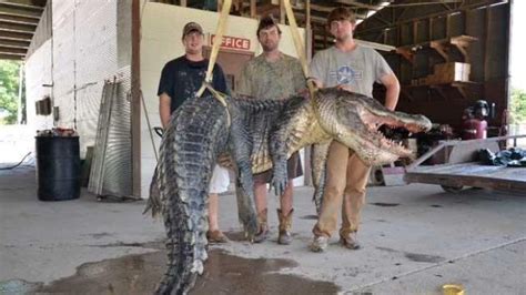 Salisbury News Hunters Catch Record 727 Pound Alligator In Mississippi