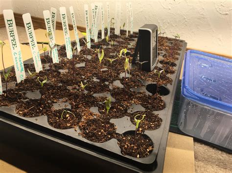 1,286 views | 24 replies. What am I doing wrong? First time grower, plants don't look super happy and I see other people ...