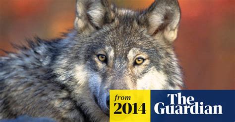 Review Panel Questions Us Plan To Take Gray Wolf Off Endangered List