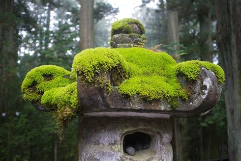 15 Great Moss Gardening Ideas And Easy Moss Garden Guide