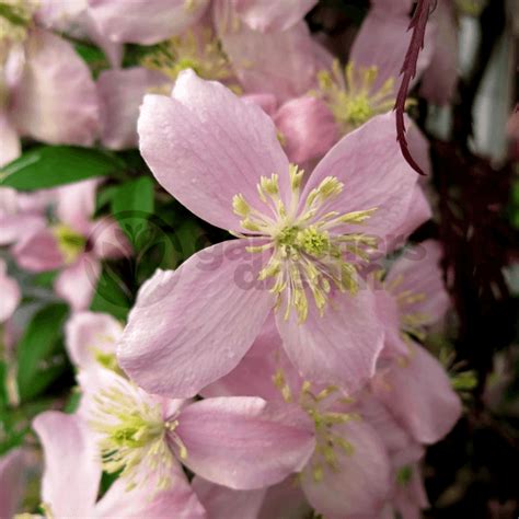 Саженец clematis pink dream (atragene). Clematis Montana Vera Summer Flower - Plants from ...