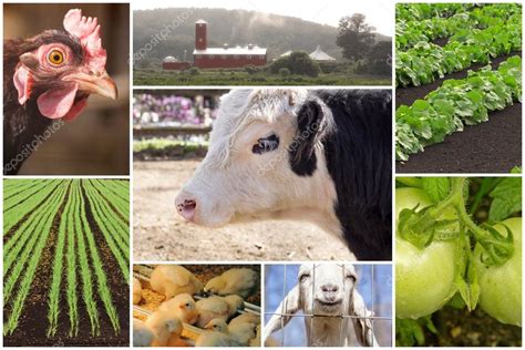 Farm Animal Collage — Stock Photo © Ezumeimages 79861720