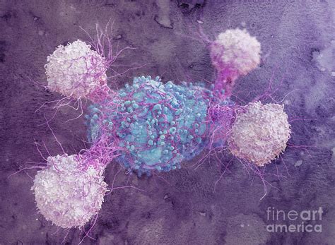 Immune Response To Cancer Photograph By Maurizio De Angelisscience