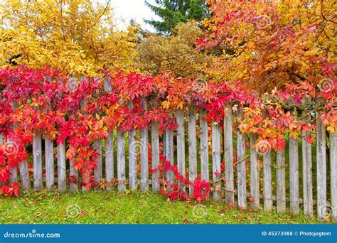 Autumn Leaves On Fence Stock Photo Image Of Background 45373988