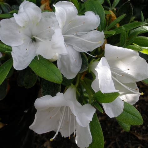 Azalea Pleasant White Buy Pleasant White Rhododendrons Online