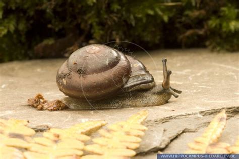 Species within the genus caracolus include: Caracolus spec. Barbados alias Land Snail :: Hippocampus ...