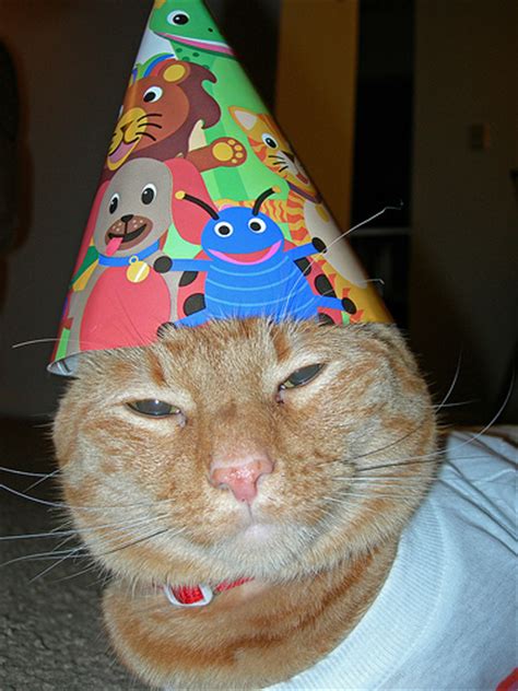 Party Hat Cat Sightline Institute