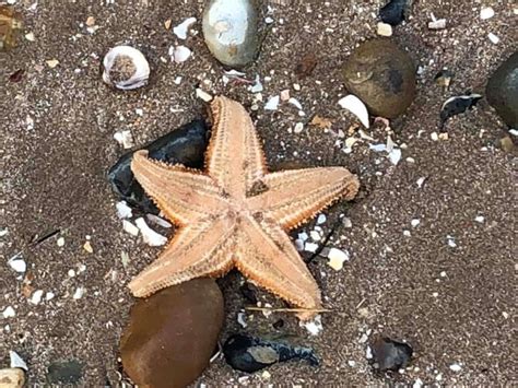 Swarms Of Starfish Found Dying On Leysdown Beach On The Isle Of Sheppey