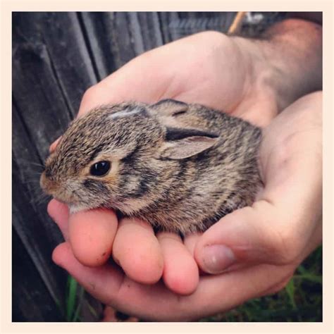 20 Of The Cutest Baby Animals That Will Fit In Your Hand