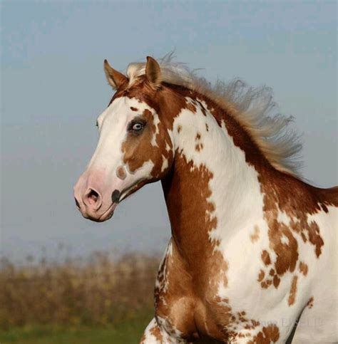 A Brown And White Horse Running In A Field