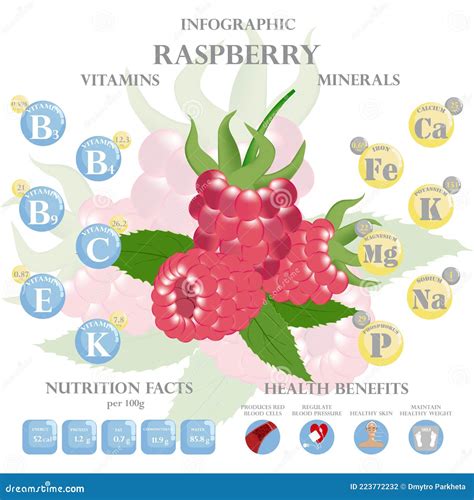 Health Benefits And Nutrition Facts Of Raspberry Infographic Vector
