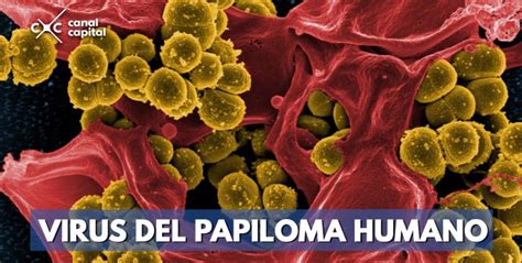 Virus Del Papiloma Humano Un Enemigo Que Se Puede Convertir En Cáncer