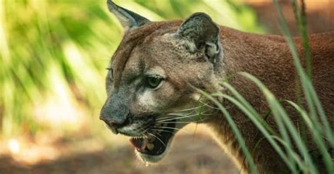 Florida Panther Pictures Az Animals