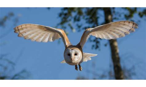 Owls Wings Could Hold The Key To Beating Wind Turbine Noise