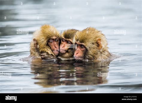 Group Of Japanese Macaques Sitting In Water In A Hot Spring Japan
