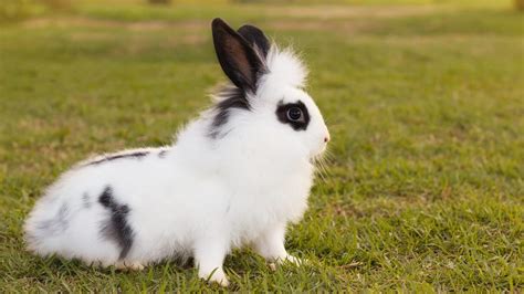 Black And White Rabbit Breeds Make The Best Pet Bunnies