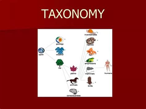 Ppt Taxonomy Powerpoint Presentation Free Download Id997979