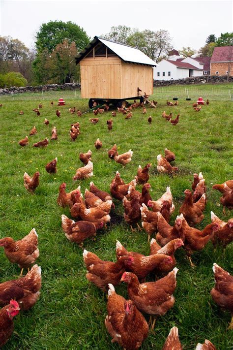 Why Pasture Raised Chicken Eggs Sustainable Dish Chickens Backyard Pasture Raised Chicken