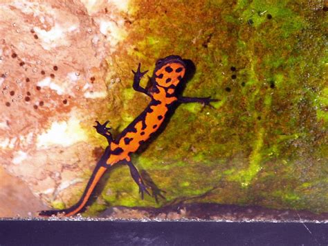 How Long Do Chinese Fire Belly Newts Live