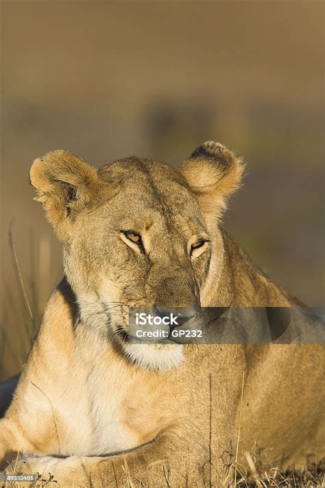雌ライオンの美しい夜ライト ケニア ケニアのストックフォトや画像を多数ご用意 ケニア アフリカ カラー画像 istock
