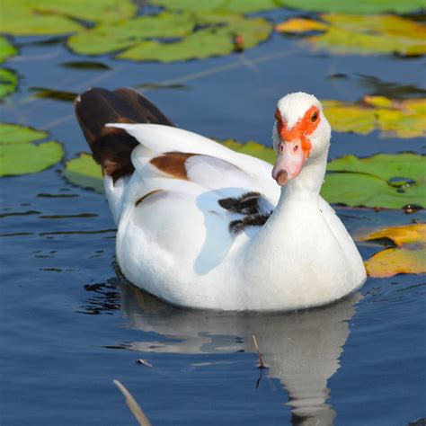Forte Scotts Duck Muscovy Duck Audubon Field Guide П Duck Duck