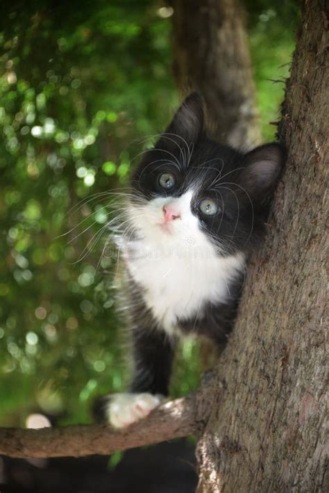 Curious Black And White Tuxedo Kitten In A Tree Stock Photo Image Of