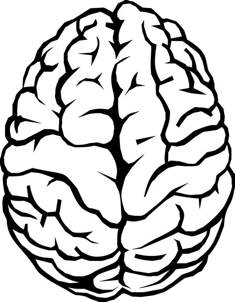 Brain Line Drawing At Getdrawings Free Download