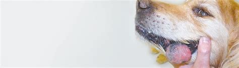 What Is Malignant Melanoma In Dogs Ndsr