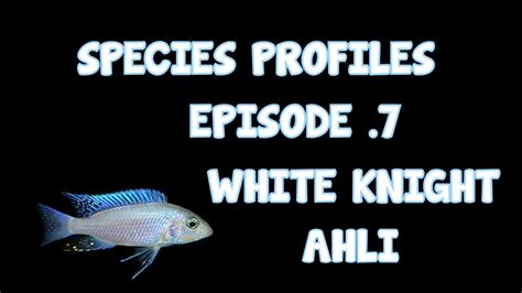 African Cichlid │species Profile│ White Knight Ahli │ Ep7 Youtube